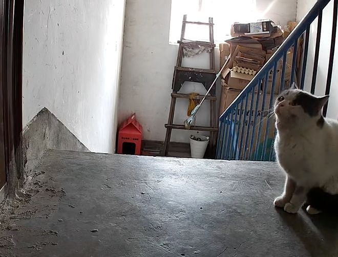 送养出去第二天，小猫自己跑回来了…结局看得人想哭！ - 10