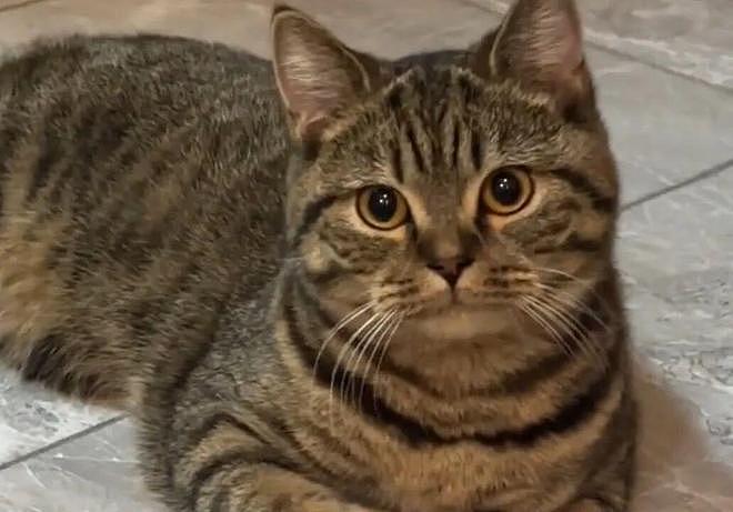 以为是渣男流浪猫骗财骗色，直到白猫生产那天，看到狸花猫的举动……这大概就是真爱吧！ - 2
