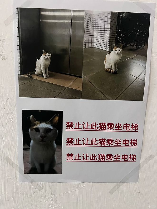 宿舍电梯贴出三遍警告：禁止此猫乘坐！真相曝光后，大家都被暖到了！ - 1