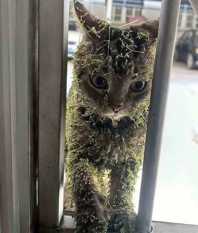 猫咪踏青回来后变成了“草精”，我一看……密集恐惧症都犯了！ - 2