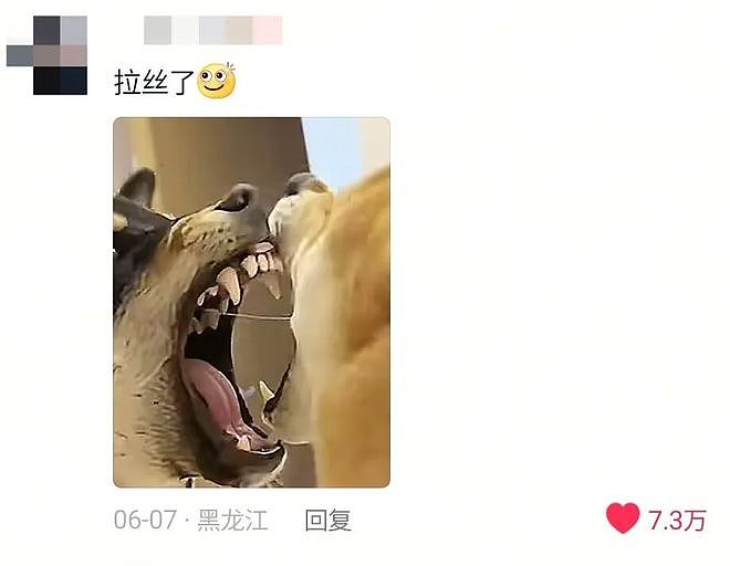 两只柴犬大半夜为了抢玩具吵架，主人让他们别吵着人睡觉，，没想到真安静了……但画面比吵架还离谱！ - 5