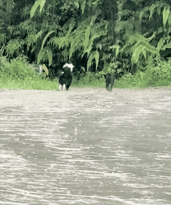 两只狗狗在雨里告别，明明都在等对方回头，却一次次错过了……网友：比偶像剧还虐！ - 3
