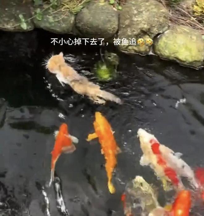 小猫掉进池塘，被一群锦鲤追着跑！网友：这阵仗，跟我在鸡窝被啄有得一拼… - 1