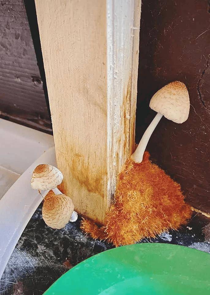 这猫喝完水后坚持要洗脚,经常把木架弄湿,没想却长出了蘑菇! - 2