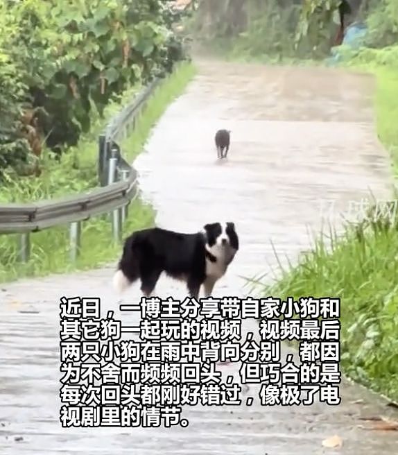 两只狗狗在雨里告别，明明都在等对方回头，却一次次错过了……网友：比偶像剧还虐！ - 1