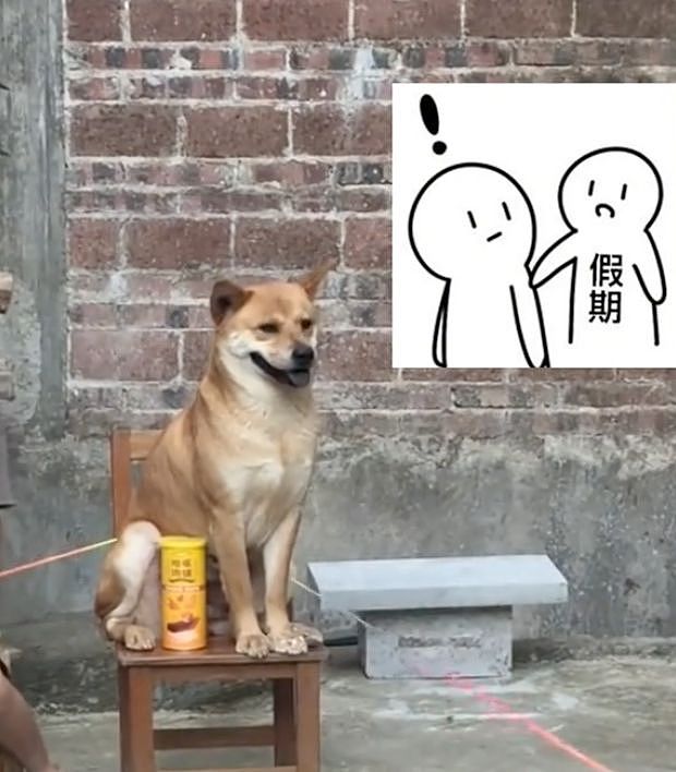 暑假最期待开学的狗出现了……狗子：什么时候才开学啊？ - 6