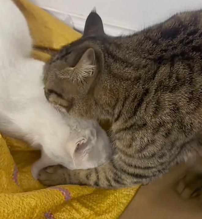 以为是渣男流浪猫骗财骗色，直到白猫生产那天，看到狸花猫的举动……这大概就是真爱吧！ - 1