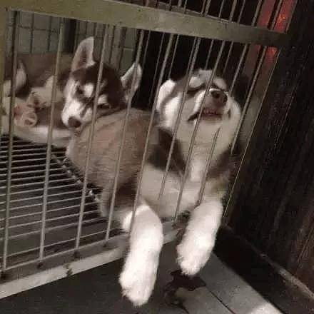 哈士奇生了一窝宝宝，可铲屎官看到它们的睡姿后，瞬间慌了！ - 6
