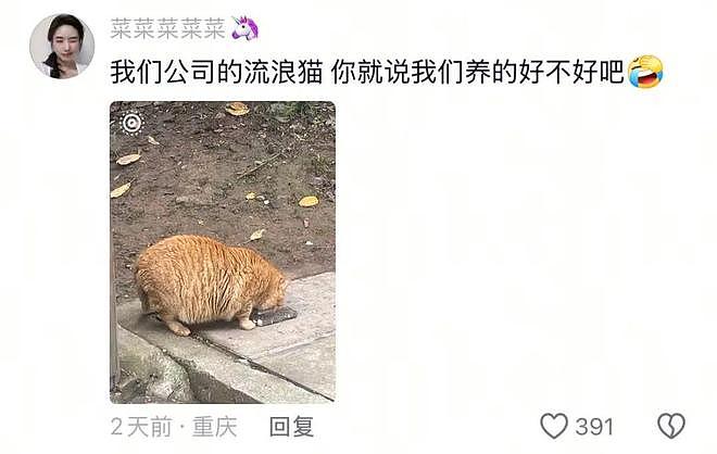 重庆街头出现离谱一幕：一群人围着给流浪猫扇风……网友：川渝猫已经活明白了！ - 12
