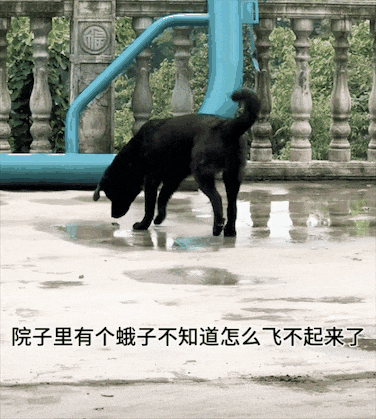 狗狗发现一只落水蛾子，一口把它含住，本以为要遭殃了，结果结局太暖了！ - 2
