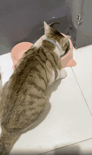 狸花猫离家出走十几天后回家疯狂炫饭，边吃边喵喵叫：我在外面过的到底是什么日子啊！ - 9