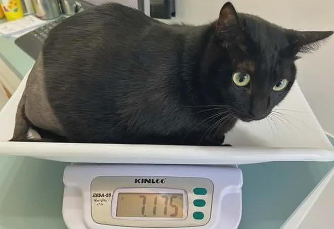黑猫做完手术后被剃掉半身毛，样子直接笑喷……网友：这裤子是谁脱的？ - 3