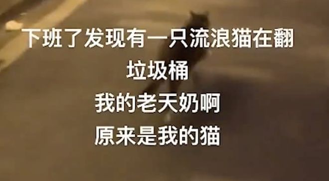 狸花猫离家出走十几天后回家疯狂炫饭，边吃边喵喵叫：我在外面过的到底是什么日子啊！ - 1