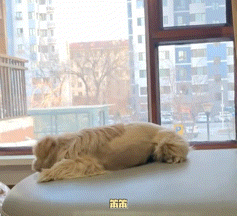 主人失去爱犬一年后捡回一只小狗，当她喊出那个名字时……泪目了！ - 5