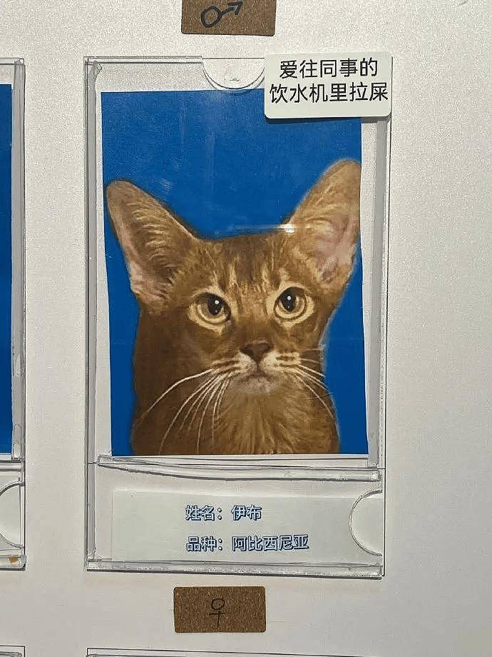 公示栏简直没谁了,卧龙凤雏都不敢这样贴猫,网友:这是要笑死! - 3