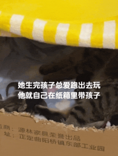 以为是渣男流浪猫骗财骗色，直到白猫生产那天，看到狸花猫的举动……这大概就是真爱吧！ - 5