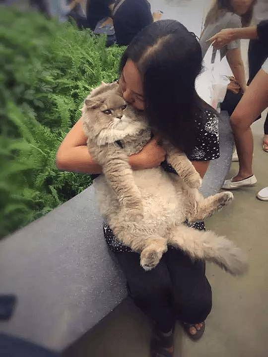 100斤的胖猫比煤气罐大引人纷纷围观拍照,美女惊呼:看到它的八块腹肌了!! - 16
