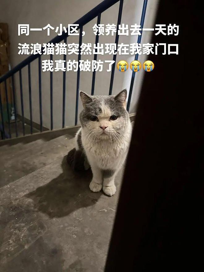送养出去第二天，小猫自己跑回来了…结局看得人想哭！ - 3