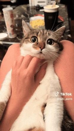 妹子因为焦虑领养了一只小猫， 没想到猫看起来比她还焦虑……网友：它把你所有焦虑都吸自己身上了！ - 7