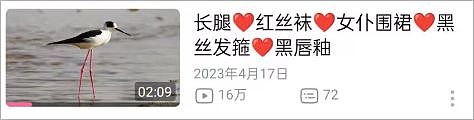 从路边一条逆袭成全网顶流的夜鹭，带抽象观鸟区走向大众？ - 6