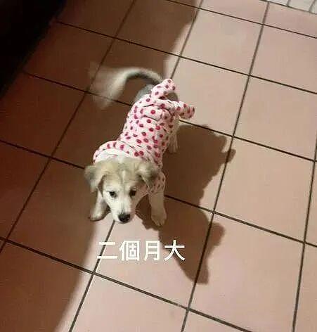妹子领养巴掌大小奶狗，7个月后直接开出66斤“巨型盲盒”，网友：这狗天天在拔高吧！ - 2