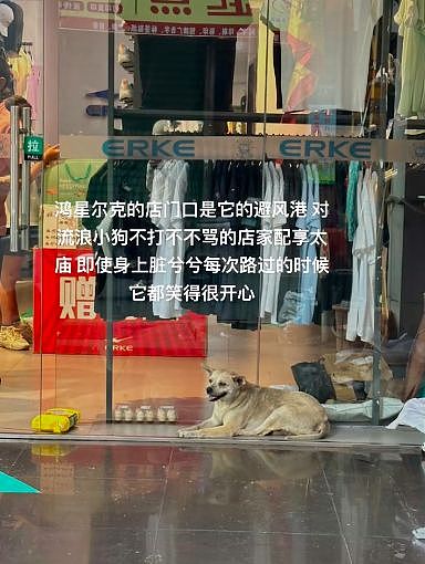 流浪狗每天趴在店门口睡觉，老板一个小动作让路人都点赞：它没进店，却被老板默默宠了好几年… - 2