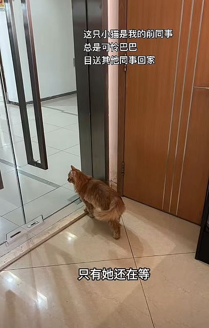被裁员后别人收拾工位，她直接把大橘同事抱走了……这赔偿可还行？ - 5