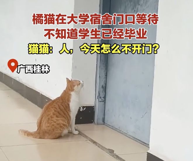 学姐毕业走了，流浪猫蹲在宿舍门口等了一整天，低着头不肯离开……喵：人，毕业了也不跟学长说一声 - 1