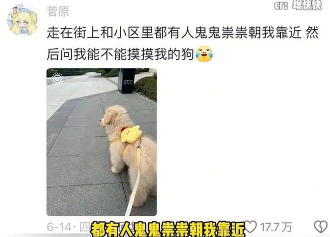 重庆街头出现离谱一幕：一群人围着给流浪猫扇风……网友：川渝猫已经活明白了！ - 10