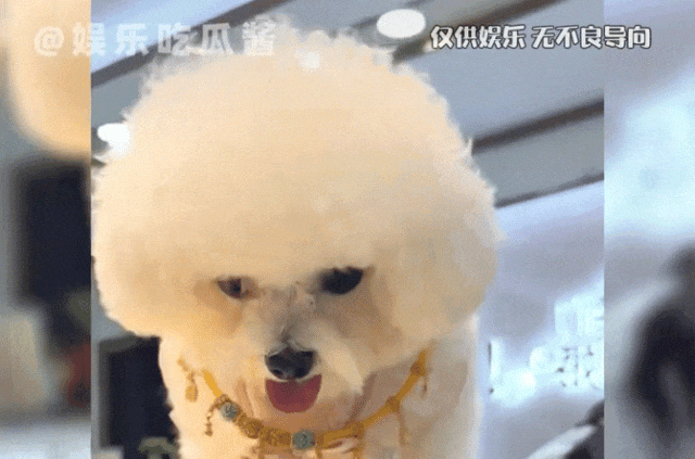带狗逛金店，它一眼相中个大金项圈……换个小手镯？狗：你打发谁呢！ - 3