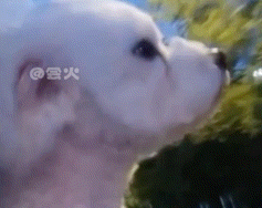 主人失去爱犬一年后捡回一只小狗，当她喊出那个名字时……泪目了！ - 1