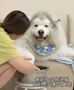 狗子以为妈妈被欺负，半夜偷偷爬上床，咬了爸爸一口给妈妈报仇...妈宝狗也太双标了！ - 1