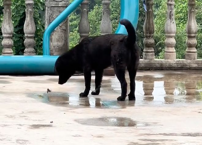 狗狗发现一只落水蛾子，一口把它含住，本以为要遭殃了，结果结局太暖了！ - 1