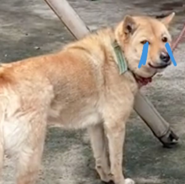 一家人搬家却没告诉狗子，它以为自己要被抛弃了一脸沮丧：小狗要没有家了…… - 3