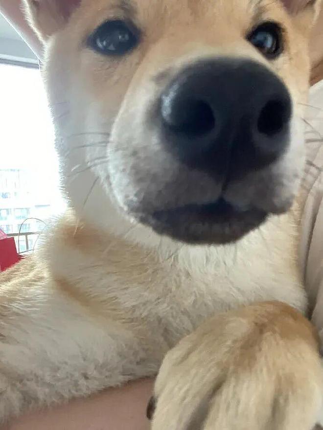 柴犬小时候长得超级可爱，但长大后……差点没笑死，你真没换了只狗？ - 4