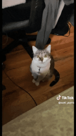 妹子因为焦虑领养了一只小猫， 没想到猫看起来比她还焦虑……网友：它把你所有焦虑都吸自己身上了！ - 6
