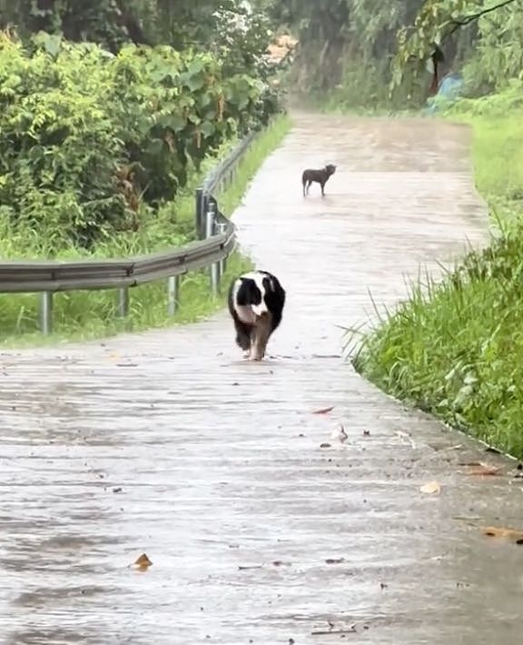 两只狗狗在雨里告别，明明都在等对方回头，却一次次错过了……网友：比偶像剧还虐！ - 5