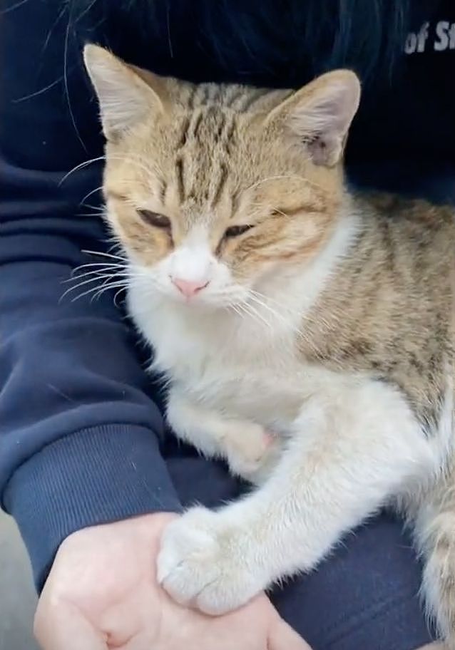 学姐毕业走了，流浪猫蹲在宿舍门口等了一整天，低着头不肯离开……喵：人，毕业了也不跟学长说一声 - 9