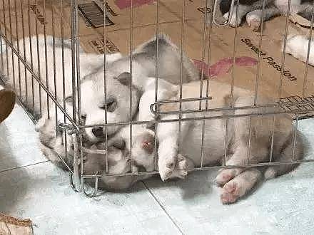 哈士奇生了一窝宝宝，可铲屎官看到它们的睡姿后，瞬间慌了！ - 2