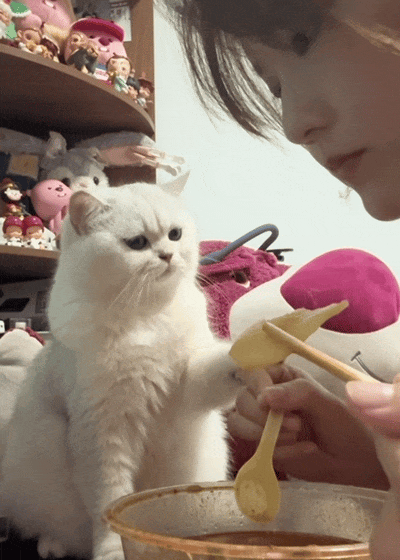 猫咪盯主人吃饭馋哭了，三次暗示主人都假装看不懂，网友：孩子都快急得说人话了！ - 2