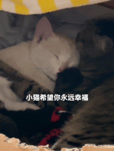 以为是渣男流浪猫骗财骗色，直到白猫生产那天，看到狸花猫的举动……这大概就是真爱吧！ - 6