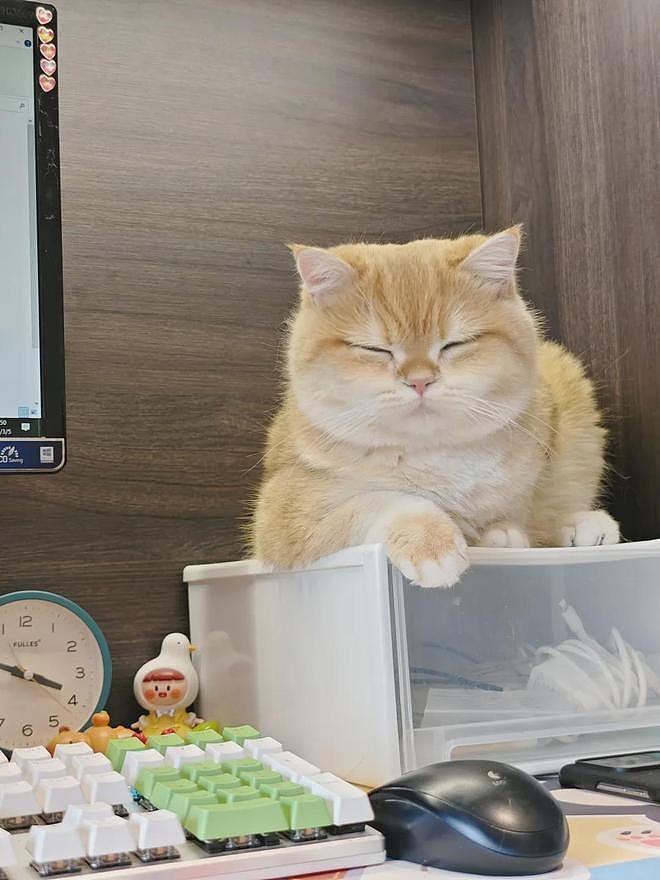 超可爱小猫陪主人上班一天后，状态发生巨变，网友：它也染上班味了！ - 4