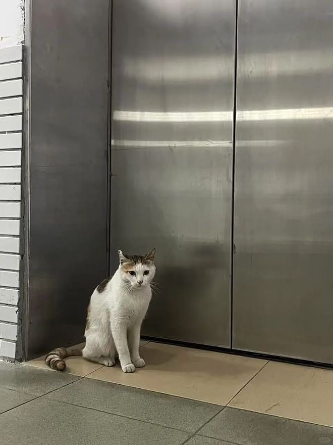 宿舍电梯贴出三遍警告：禁止此猫乘坐！真相曝光后，大家都被暖到了！ - 4