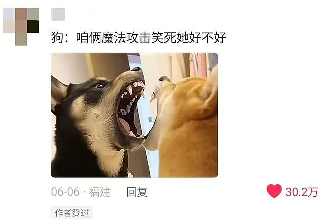 两只柴犬大半夜为了抢玩具吵架，主人让他们别吵着人睡觉，，没想到真安静了……但画面比吵架还离谱！ - 4