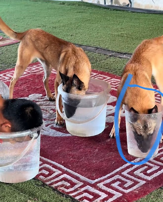 训导员和搜救犬比憋气，没想到为了赢居然作弊……狗子气得破口大骂：你这个老6，你才是真的狗啊！ - 6