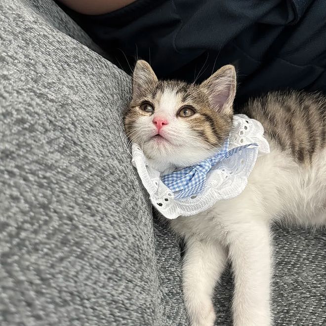网友说他家猫很特别，我一看不就是只小美猫嘛？结果看到全身照时……哇哦身上还有一个猫头！ - 1