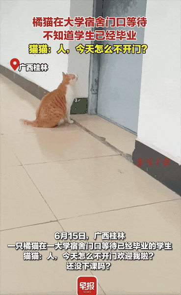 学姐毕业走了，流浪猫蹲在宿舍门口等了一整天，低着头不肯离开……喵：人，毕业了也不跟学长说一声 - 2