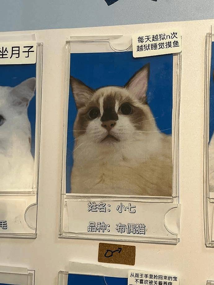 公示栏简直没谁了,卧龙凤雏都不敢这样贴猫,网友:这是要笑死! - 7