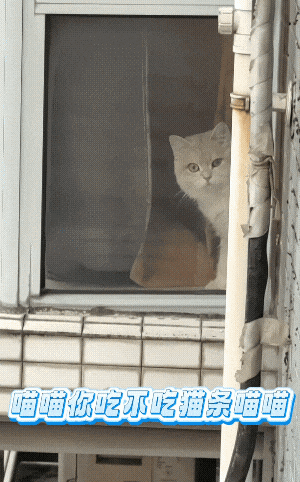 隔壁小猫隔窗狂骂她，还以为有仇，镜头一转…骂得一点都不冤！ - 3
