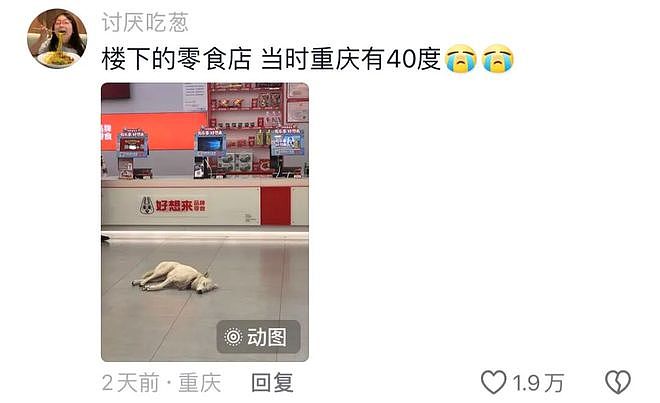 重庆街头出现离谱一幕：一群人围着给流浪猫扇风……网友：川渝猫已经活明白了！ - 14